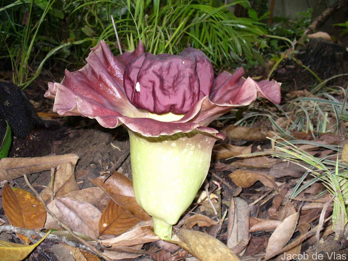 Amorphophallus paeoniifolius (Dennst.) Nicolson